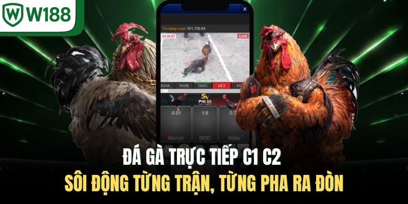 Đá Gà Trực Tiếp C1 C2 | Sôi Động Từng Trận, Từng Pha Ra Đòn